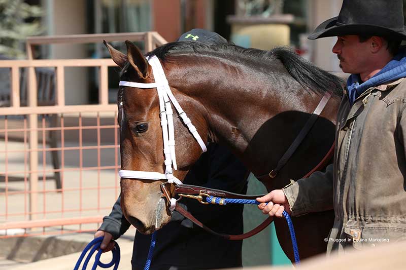 Remington Park kicks off two days of schooling races this week with 9 races carded Wednesday and a first post at 11:00 a.m. (CST).   © Amanda Glidden / Plugged-In Equine Marketing