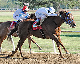  Admiral Zoomwalt, under jockey James Flores, winning the $35,730 AQHA Distance Challenge at Will Rogers Downs on Sunday.  © Coady Photography 