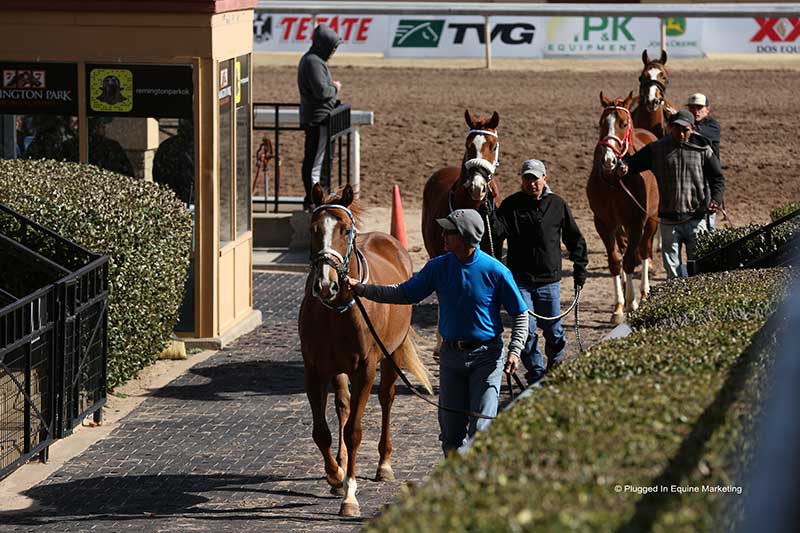 © Amanda Glidden / Plugged-In Equine Marketing