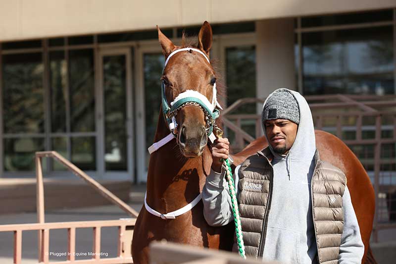 © Amanda Glidden / Plugged-In Equine Marketing
